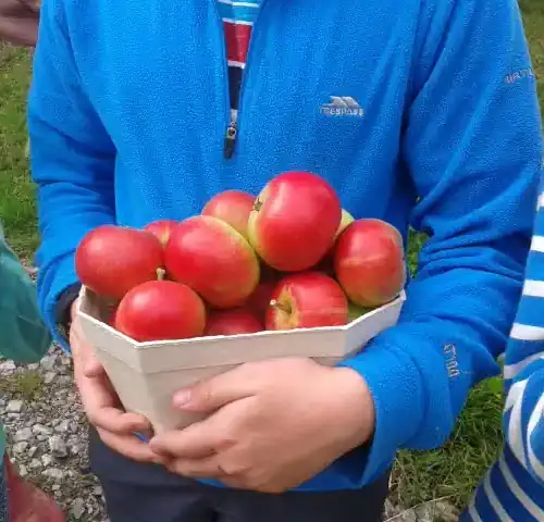 A tub of apples